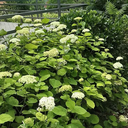 In - Balaton 50626 Badacsony